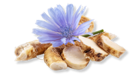 Chicory root